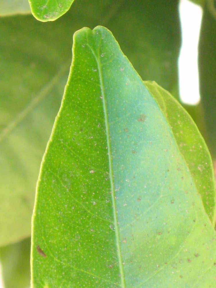              Margin (Riverside, CA)       